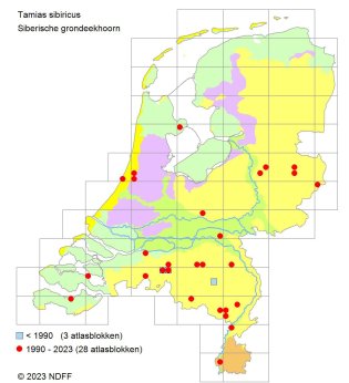 Siberische grondeekhoorn